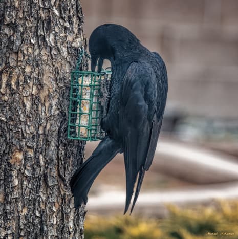 The crows in our backyard only admired our suet feeders for a long time then finally decided they were ready to taste it.  