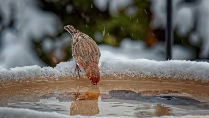 Яркий домашний зяблик-самец делает глоток пресной воды из нашей подогреваемой купальни для птиц, а затем улетает довольным туристом. 