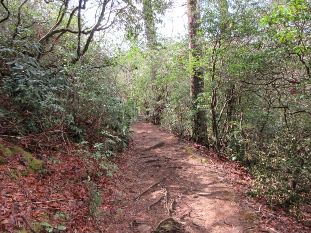 A section of the Pink Beds Loop Trail located in the Pisgah National Forest. 