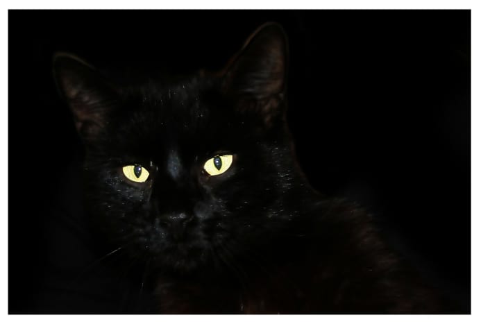 the-black-cat-a-poem