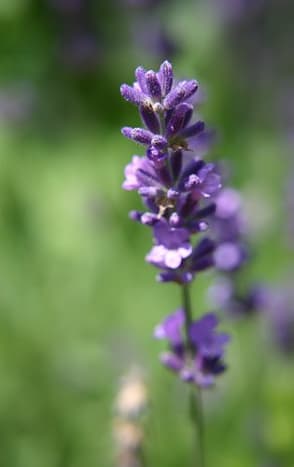 Lavender oil may be extracted from the buds or spikes.