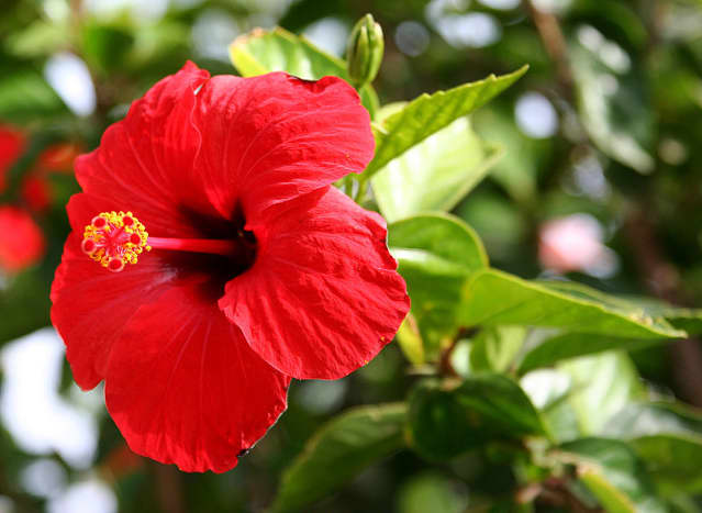 The Chinese hibiscus is used to treat dandruff and turn hair black.
