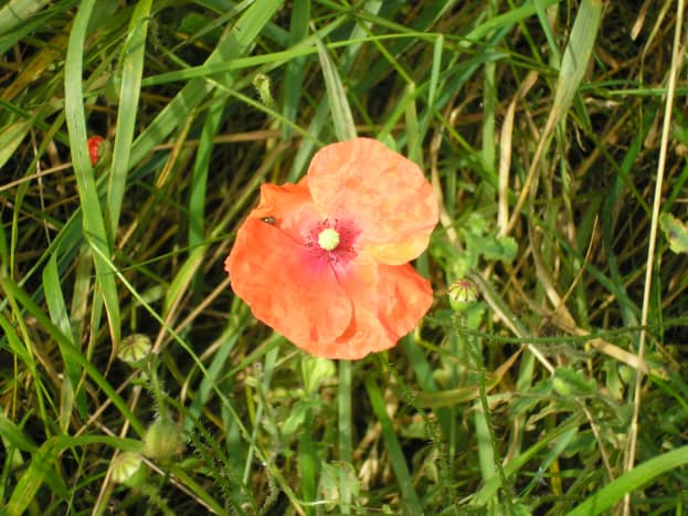 A single wild poppy that was the inspiration for many of my mum's paintings.