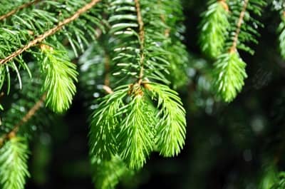 Fresh pine is so refreshing and perfect if you need a cool breeze!