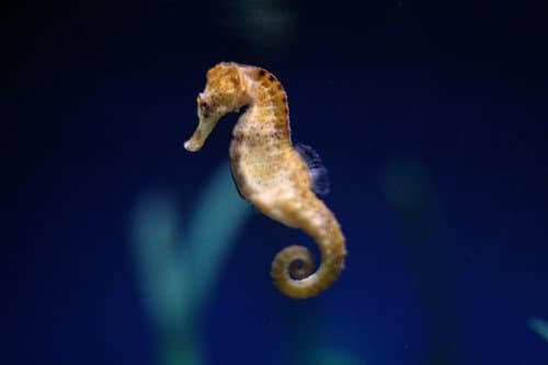 Seahorses have their bones on the outside of their bodies instead of inside like humans do.