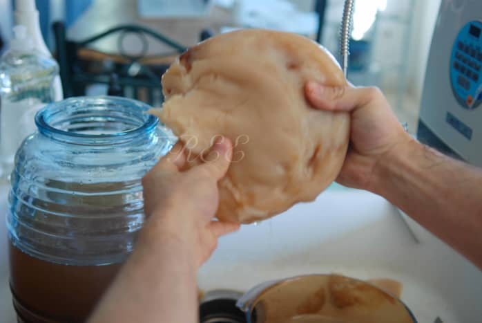This is a SCOBY.