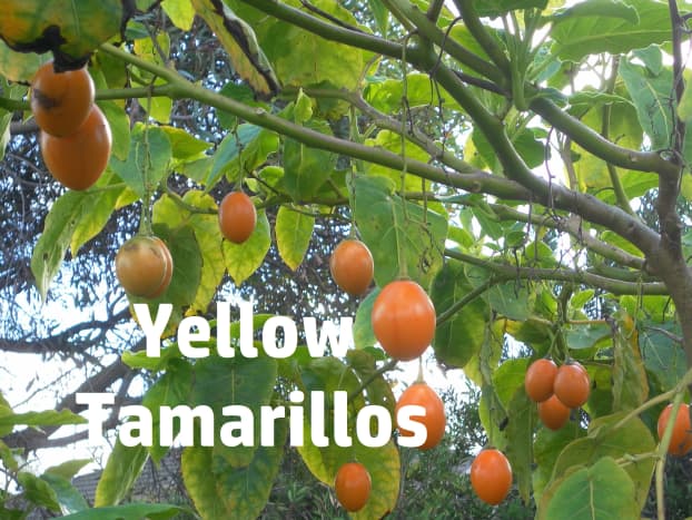 Yellow tamarillos are hard to find.