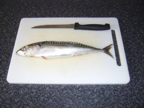 Preparing to fillet a mackerel