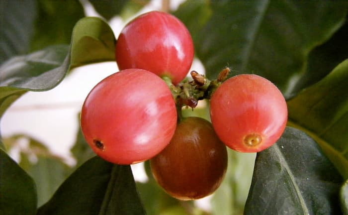 Ripe coffee cherries
