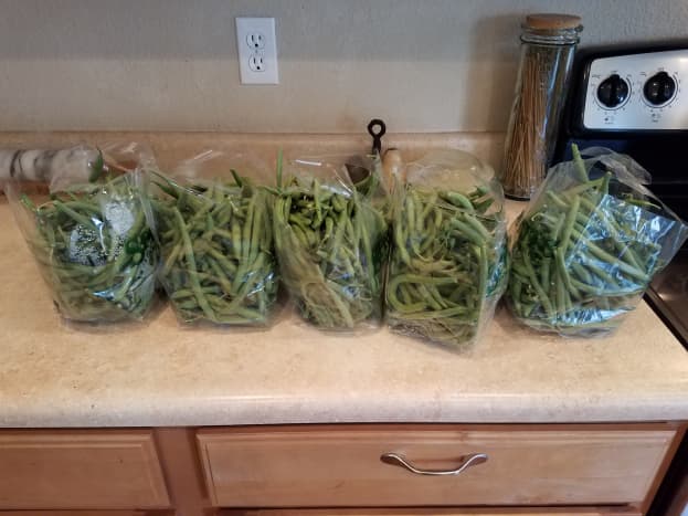 Start with a bunch of fresh green beans. I was able to do three rounds of jars with this many green beans.