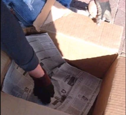 Prepare boxes by spreading a few sheets of newspaper in the bottom.