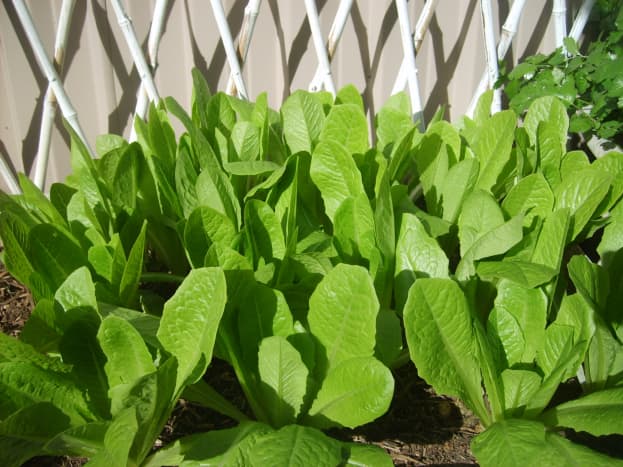 Lettuce @ My Small Garden 