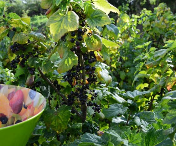 Blackcurrants on the bush, ready for picking