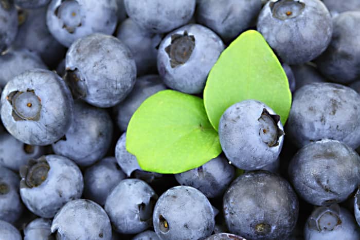 Both cultivated and wild blueberries are very nutritious.