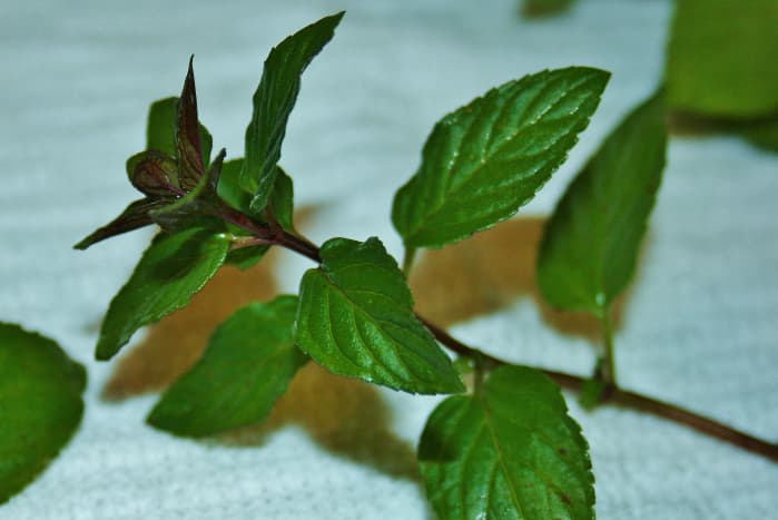 Wash fresh mint leaves well, removing any damaged or yellowed leaves.