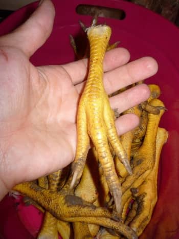 Fresh chicken feet ready for cleaning.