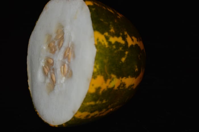 Mogem or Madras cucumber (Bannada sautekai)