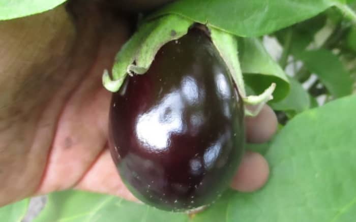 Fresh eggplant.