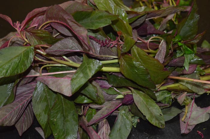 Easy Amaranth Leaf Stir-Fry With Garlic - Delishably