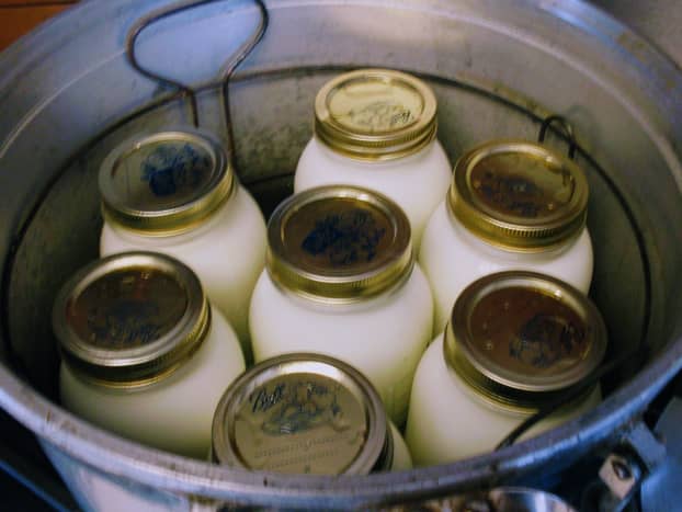 Seven quart jars ready to be processed. Note the wire rack in the bottom of the canner, which holds the jars off the bottom, so they don't break.