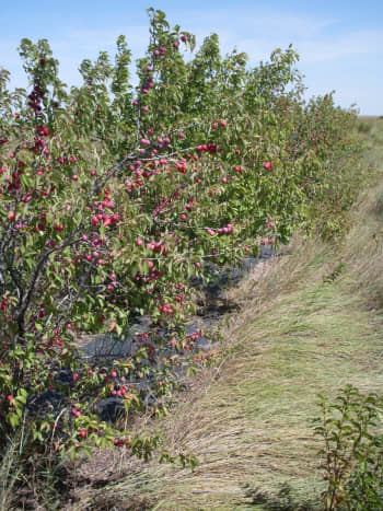 Wild plums will form thickets, if allowed to live without much interference. This cultivated row is on its way to being a thicket.
