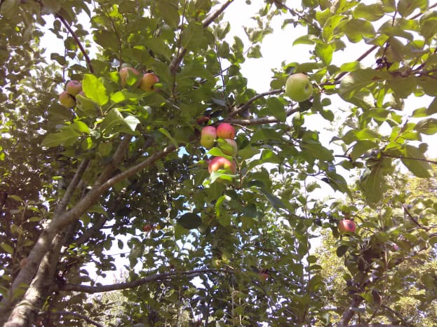 My apple tree was loaded!