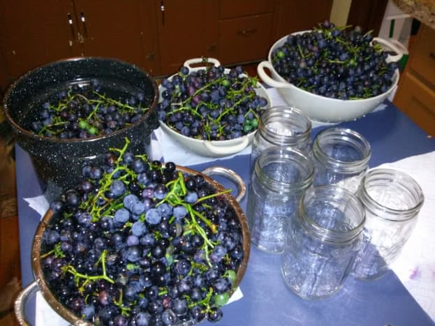 Grapes ready for the juicer