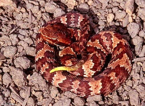 A juvenile cottonmouth: Again a yellow tail!
