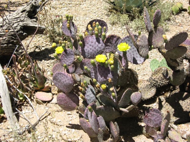 Flowers on a purple prickly pear cactus