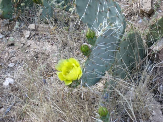 Leaf and bloom on a prickly pear cactus.