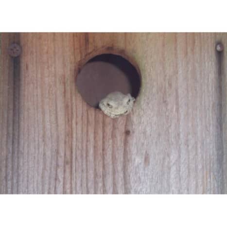 A gray tree frog lived in this bird house for 2 years.