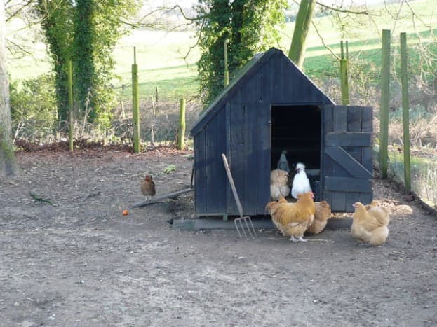 A Chicken Coop Inside A Fenced Chicken Yard