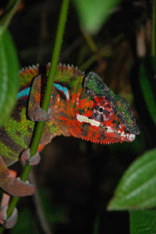 The extremely colorful panther chameleon is only found in Madagascar.  There are different color forms depending on the locality.