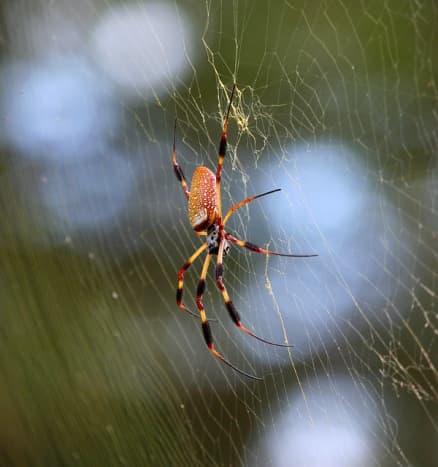 Facts About Banana or Golden Orb Spiders - Owlcation
