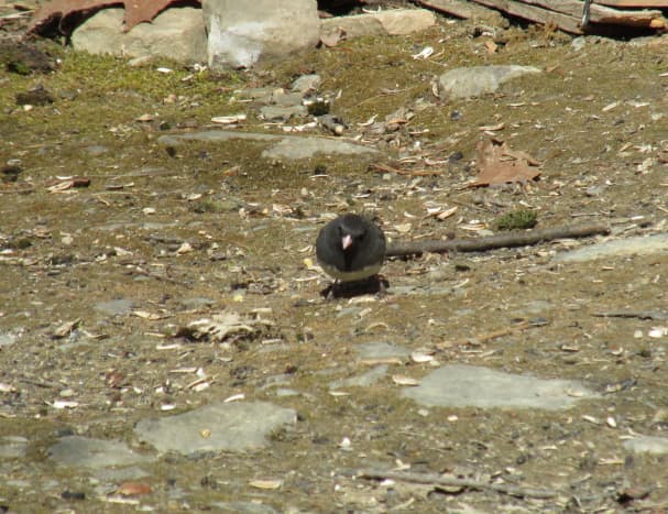Slate-Colored Junco looking for bugs or seeds.