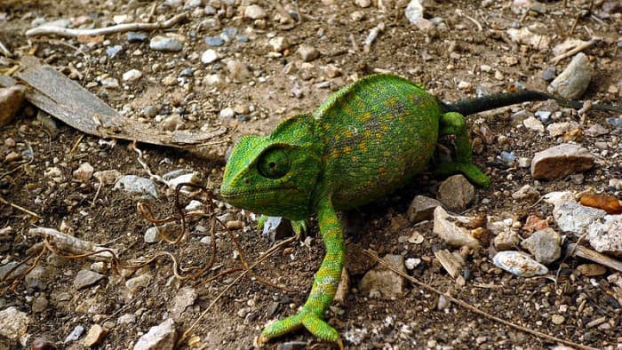 The chameleon's colouration ranges from green to brownish tones