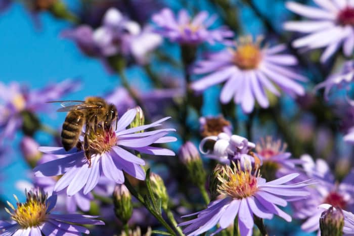 Asters, one of a bee's favorite flowers.
