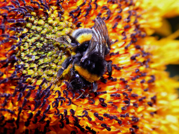 Excellent shot of a bumble bee, fatter and furrier!