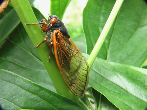 Cicadas are famous for their mating call.
