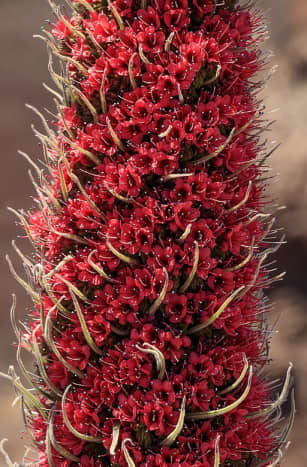 Angiosperms are types of plants. Echium wildpretii  