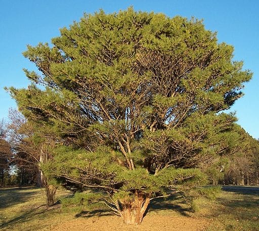 Gymnosperms are types of plants. Japanese Red Pine (Tanyosho Pine - Conifer)