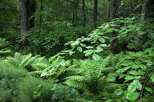 Ferns are types of plants. Beech (Fagus sylvatica), ostrich ferns (Matteuccia struthiopteris) and wood horsetail (Equisetum sylvaticum) in Gullmarsskogen nature reserve, Lysekil Municipality, Sweden.