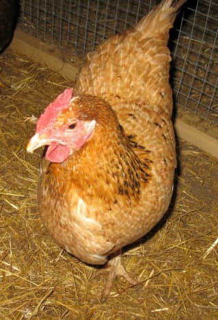 Marraduna Euskal Oiloa母鸡。