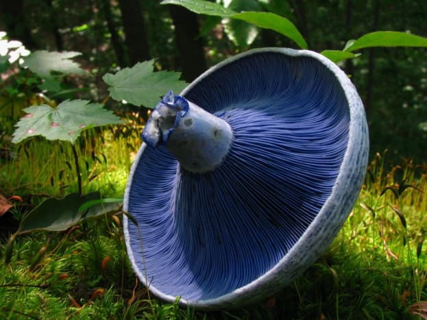 The edible indigo milk cap is from the Russula family. It is found in all kinds of woodlands in the US and Europe and is a popular food in China and Mexico.