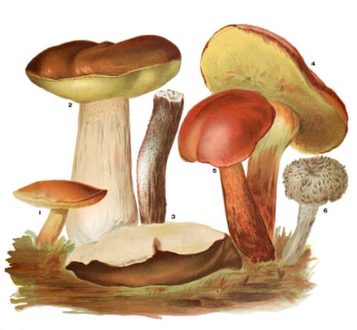 This vintage scientific illustration includes some edible Russulas of the Basidiomycota family. 