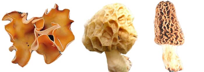 Above are three types of Ascomycota: A typical sac fungi (left) and two varieties of delicious morel (center and right).