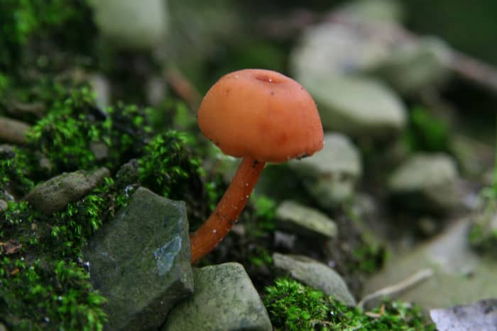 This Orange Waxy Cap Mushroom (hygrocybe) was found in Frewsburg, New York.
