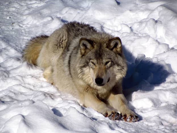 Due to previous attempts to exterminate the eastern wolf population, many eastern wolves now call animals parks, like Park Omega in Quebec home.