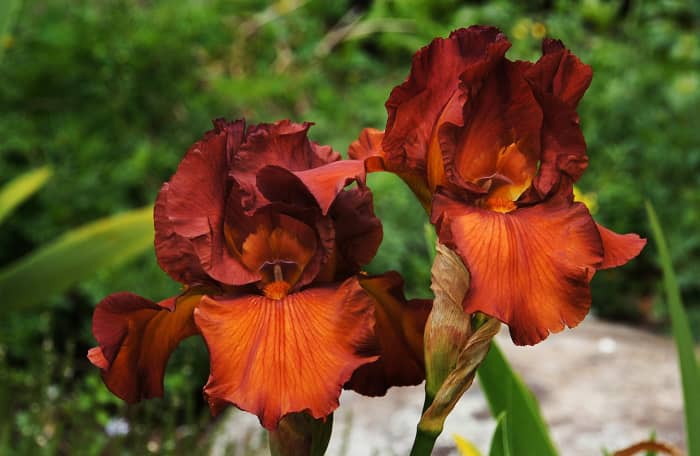 An iris with the lovely name &quot;Dutch Chocolate&quot;
