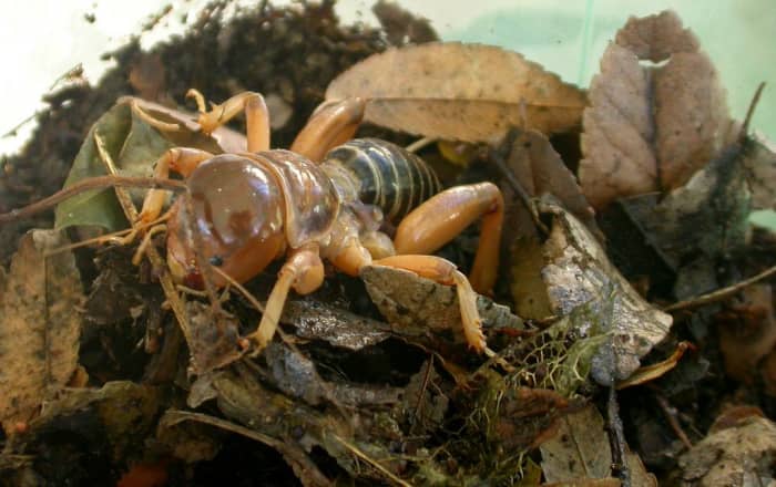 If you keep a Jerusalem cricket in a terrarium, make sure it reminds him of his native habitat and include clumps of grass, leaves, etc., like you see in both these photographs.